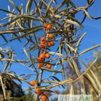 Hippophae rhamnoides `Hergo` -astelpaju