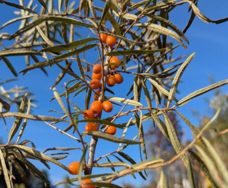 Hippophae rhamnoides `Hergo` -astelpaju