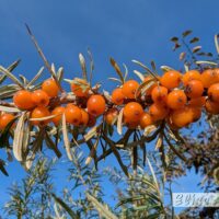 Hippophae rhamnoides `Frugana`-astelpaju