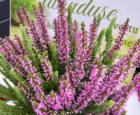 Calluna `Mintberry` Duo P 11- kanarbik
