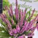 Calluna `Mintberry` Duo P 11- kanarbik