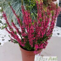 calluna vulgaris- midi punane