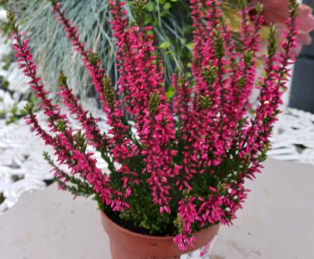 calluna vulgaris- midi punane