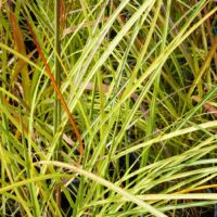 Miscanthus sinensis `Kleine Fontäne`-hiina siidpöris