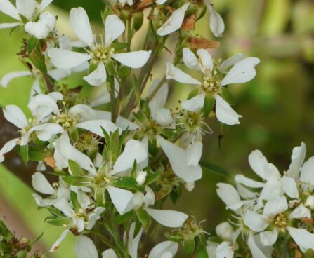Amelanchier alnifolia `Northline` -lepalehine toompihlakas