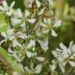 Amelanchier alnifolia `Northline` -lepalehine toompihlakas