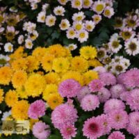 Chrysanthemum MIX-krüsanteem mix1