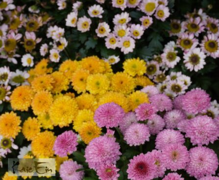 Chrysanthemum MIX-krüsanteem mix1