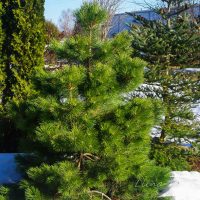 2240_8096_Pinus_nigra_Nana.JPG
