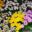 Chrysanthemum MIX-krüsanteem