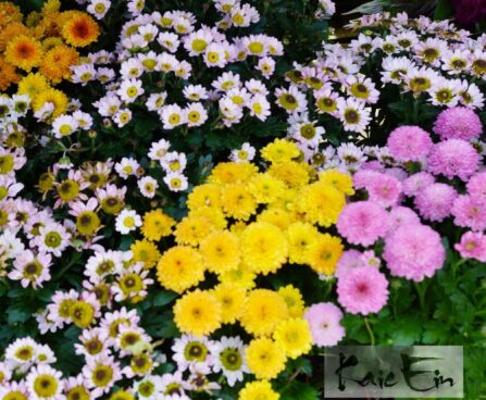 Chrysanthemum MIX-krüsanteem