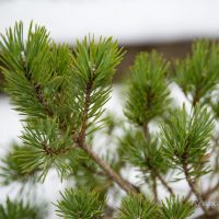 2245_6860_Pinus_sylvestris_Compressa_2.JPG