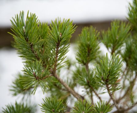 2245_6860_Pinus_sylvestris_Compressa_2.JPG