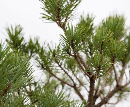 2245_6861_Pinus_sylvestris_Compressa_3.JPG