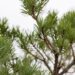 2245_6861_Pinus_sylvestris_Compressa_3.JPG