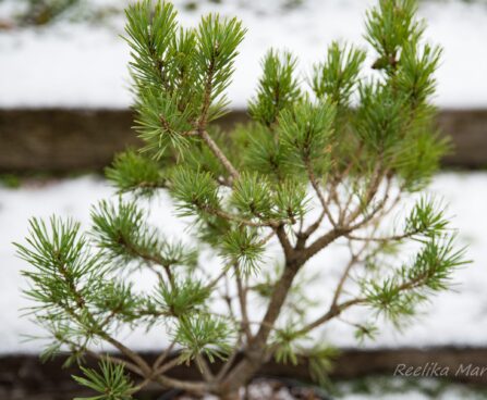 2245_6862_Pinus_sylvestris_Compressa.JPG