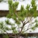 2245_6862_Pinus_sylvestris_Compressa.JPG