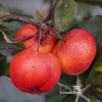 malus Elina- sammasõunapuu