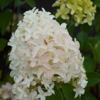 Hydrangea paniculata SKYFALL `Frenne`