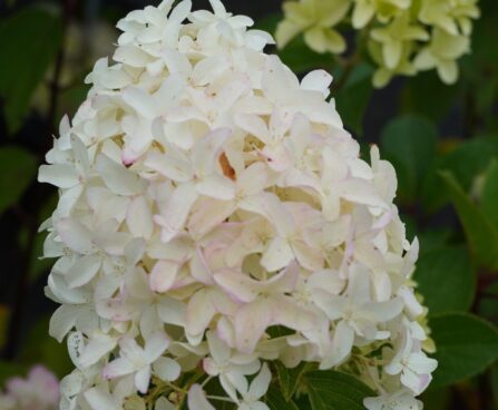 Hydrangea paniculata SKYFALL `Frenne`