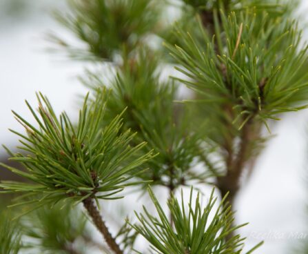 2246_6854_Pinus_sylvestris_Parsfield__2.JPG