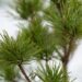 2246_6854_Pinus_sylvestris_Parsfield__2.JPG