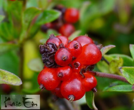 Lonicera periclymenum `Belgica Select` kuslapuu