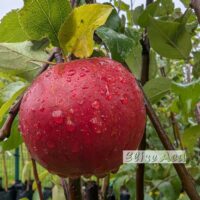 Malus domestica `Kovalenkovskoje`-