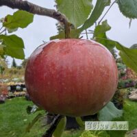 Malus domestica `73-15-155`