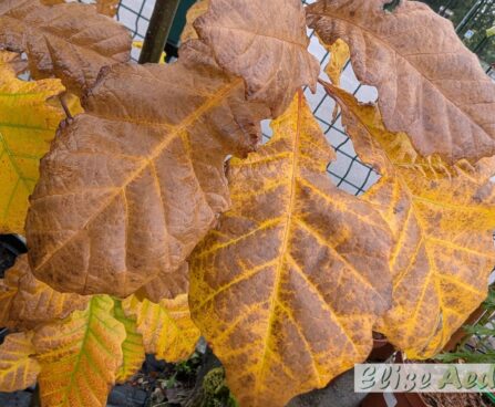 Quercus macrocarpa- suureviljaline tamm