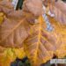 Quercus macrocarpa- suureviljaline tamm