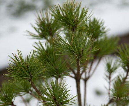 2246_6855_Pinus_sylvestris_Parsfield__3.JPG