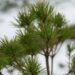 2246_6855_Pinus_sylvestris_Parsfield__3.JPG