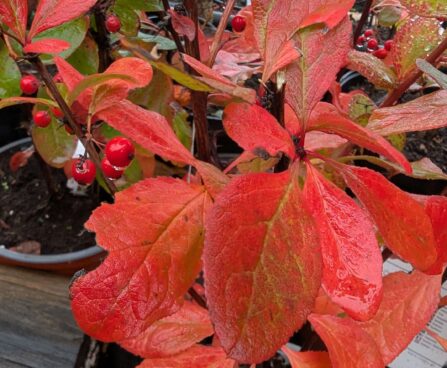 Berberis koreana-korea kukerpuu