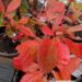 Berberis koreana-korea kukerpuu