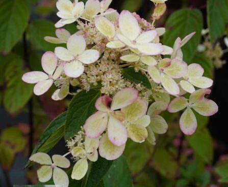 Hydrangea paniculata Pastelgreen `Renxolor` hortensia varasügis