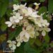 Hydrangea paniculata Pastelgreen `Renxolor` hortensia varasügis