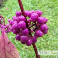 Callicarpa bodinieri `Profusion`-iluviljak (2)