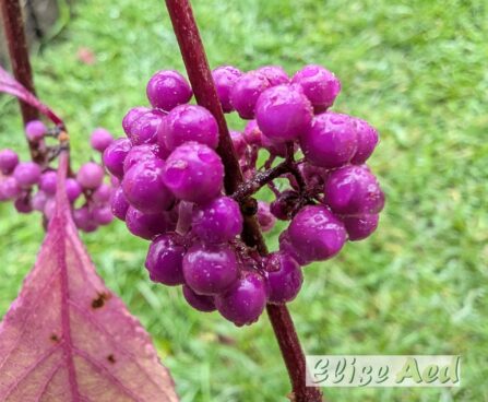 Callicarpa bodinieri `Profusion`-iluviljak (2)