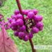 Callicarpa bodinieri `Profusion`-iluviljak (2)