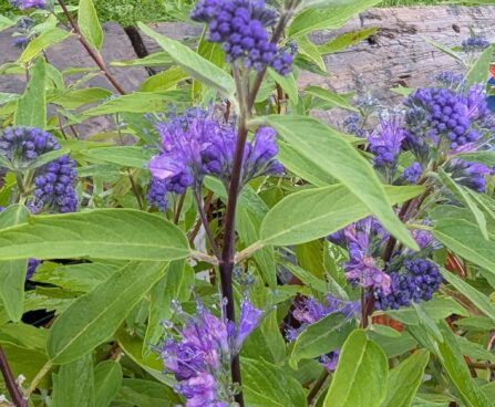 Caryopteris x clandonensis `Heavenly Blue`-habeõis