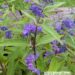 Caryopteris x clandonensis `Heavenly Blue`-habeõis