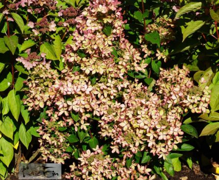 Hydrangea paniculata Pastelgreen `Renxolor`-aedhortensia (2)