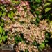 Hydrangea paniculata Pastelgreen `Renxolor`-aedhortensia (2)
