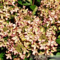 Hydrangea paniculata Pastelgreen `Renxolor`4