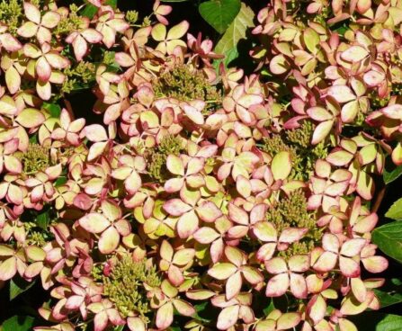Hydrangea paniculata Pastelgreen `Renxolor`4