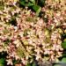 Hydrangea paniculata Pastelgreen `Renxolor`4