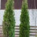 2256_6489_Thuja_occidentalis_Green_Rocket_.JPG