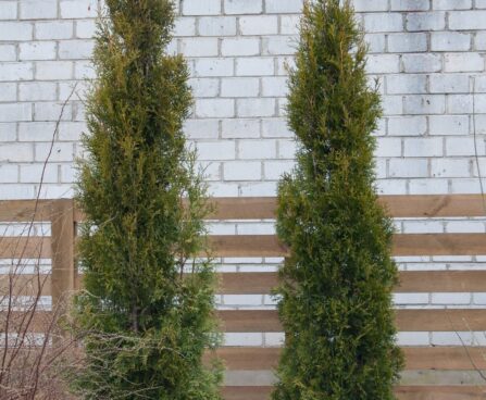 2256_8073_Thuja_occidentalis_Green_Rocket_.JPG