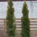 2256_8073_Thuja_occidentalis_Green_Rocket_.JPG